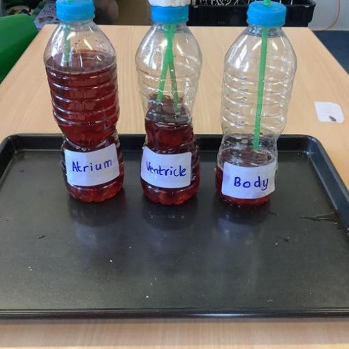 Class 3 learning about the circulatory system and how the heart works January 2023